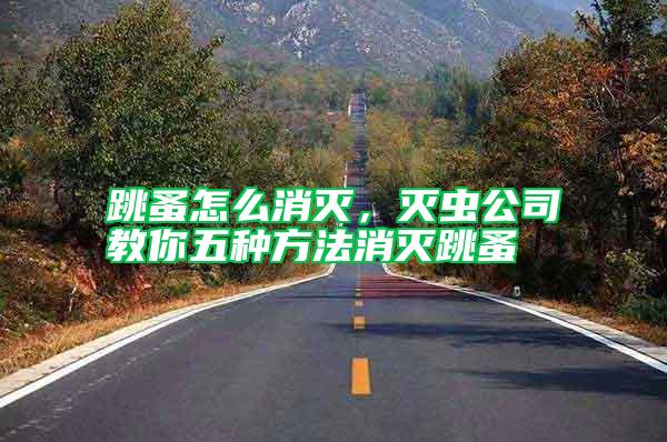 跳蚤怎么消滅，滅蟲公司教你五種方法消滅跳蚤