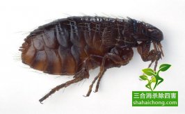 如何選擇除四害專(zhuān)業(yè)機(jī)構(gòu)？