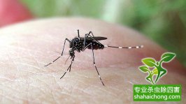 寨卡病毒蔓延全球或成真，家里如何做到?jīng)]蚊子