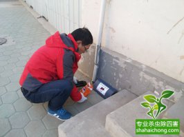 老鼠怎么殺？滅鼠公司有辦法