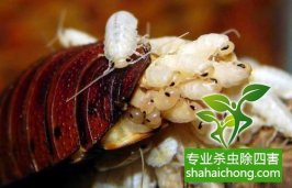 深圳滅蟑螂除四害公司專(zhuān)業(yè)滅蟑螂、徹底滅絕-怎么樣滅除蟑螂的方法